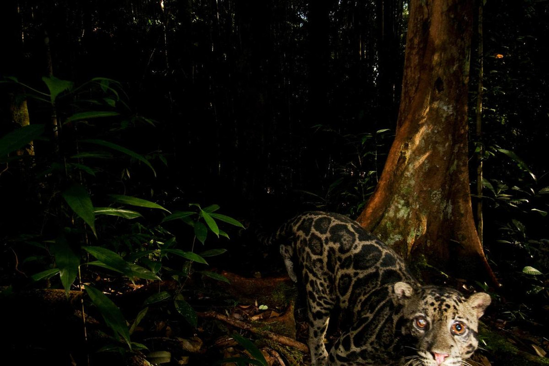 Clouded leopard